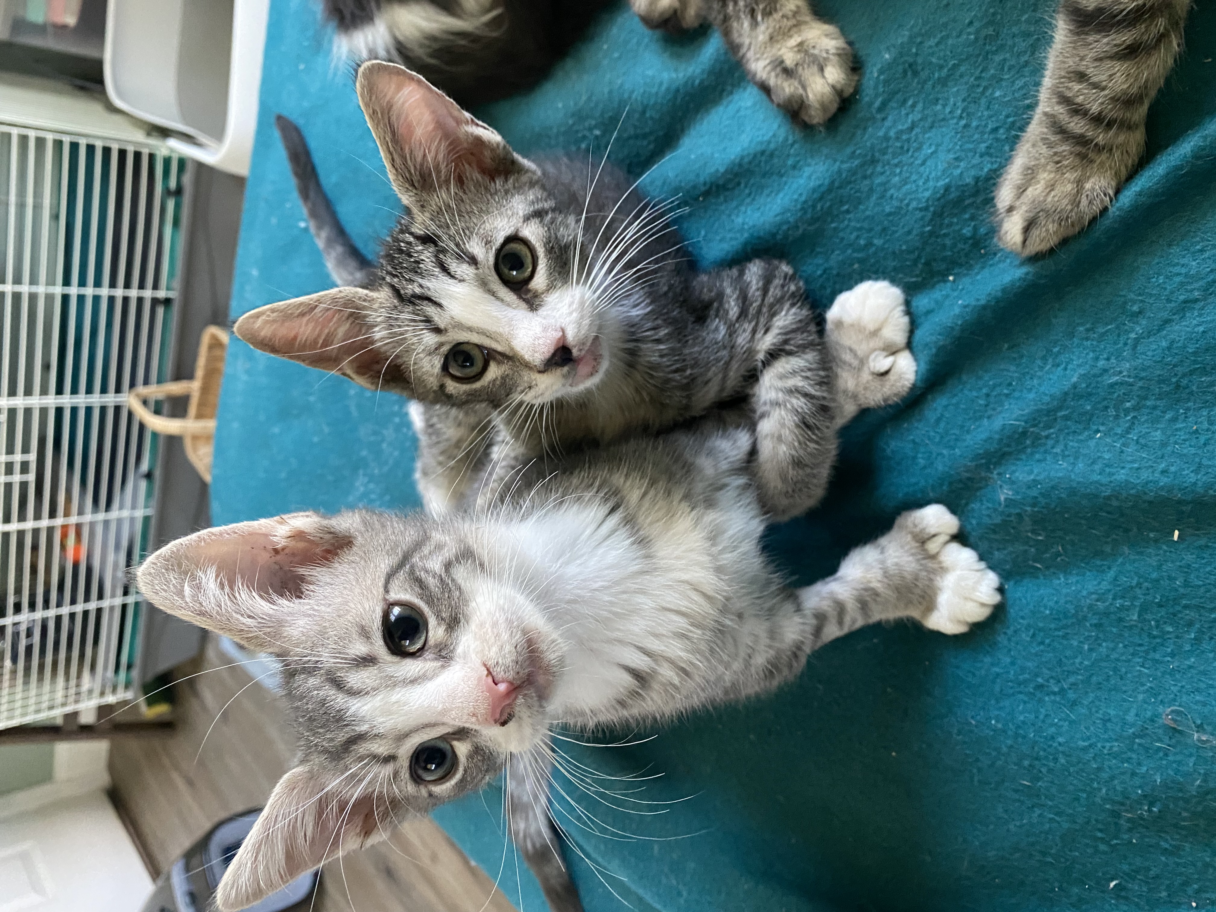 Enlarge Winston & Miller, a Adopted Domestic Short Hair in West Berlin, NJ image 6/6