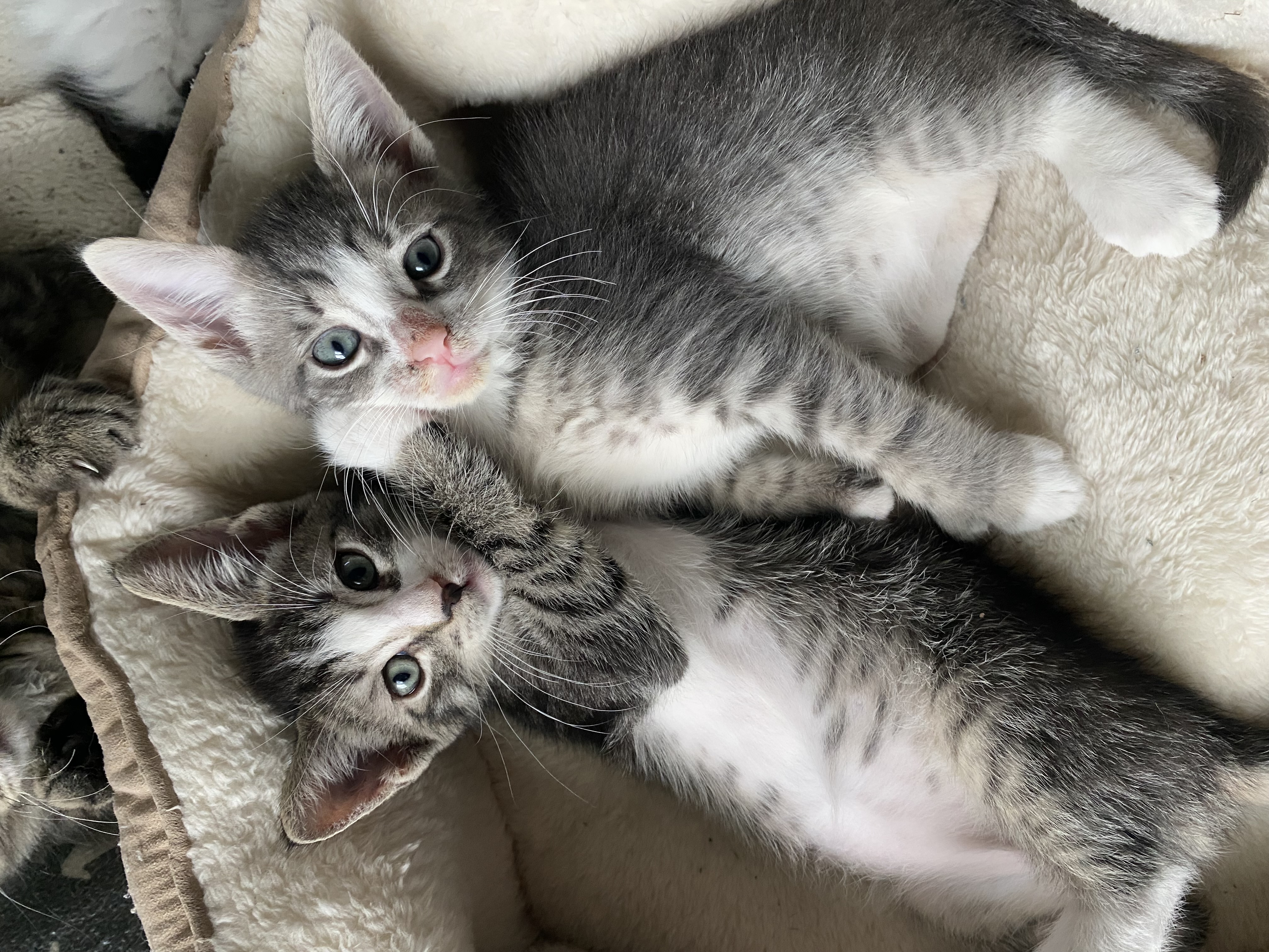 Enlarge Winston & Miller, a Adopted Domestic Short Hair in West Berlin, NJ image 2/6