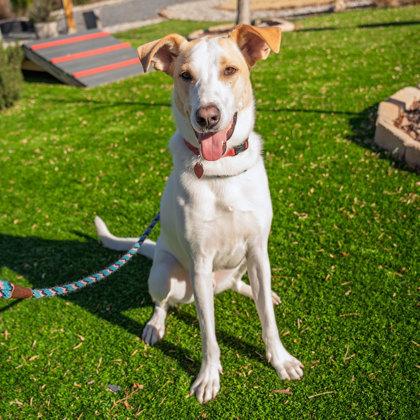 Enlarge Sparky, a Adoptable mixed breed in Atlanta, GA image 1/3