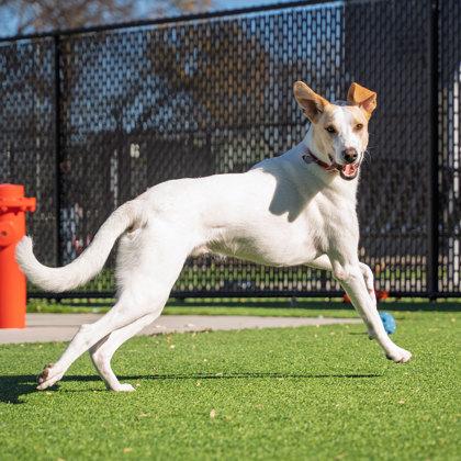 Enlarge Sparky, a Adoptable mixed breed in Atlanta, GA image 2/3