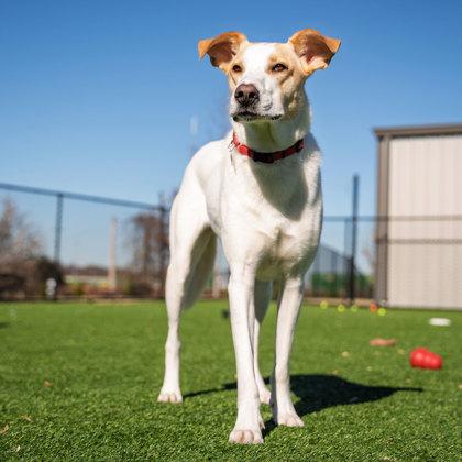 Enlarge Sparky, a Adoptable mixed breed in Atlanta, GA image 3/3