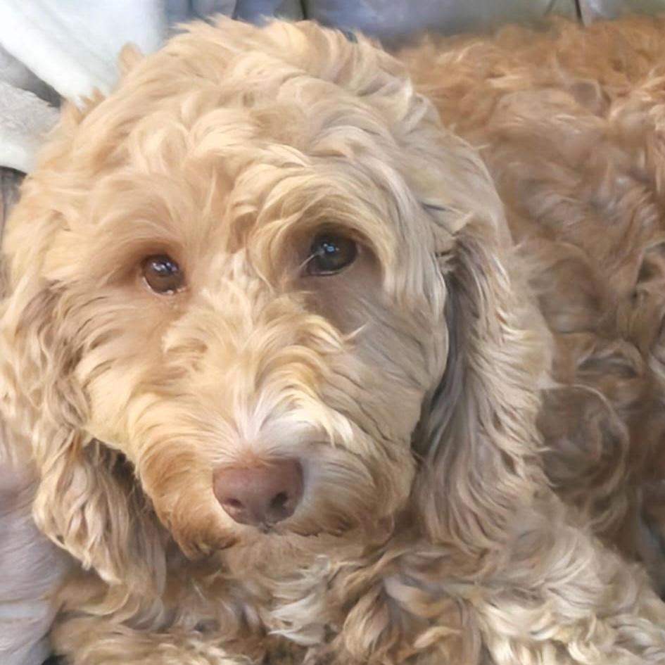 Ryli, Adopted, Young Female Labradoodle.