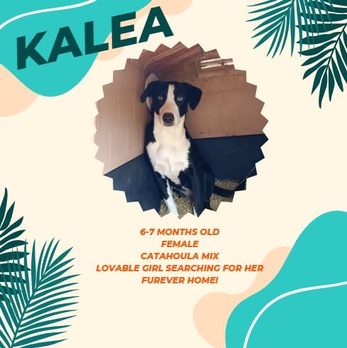 Enlarge Kalea, a Adoptable mixed breed in Aulac, NB image 1/1