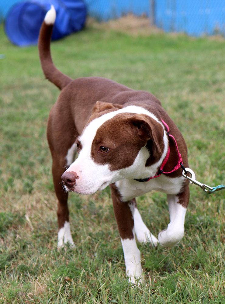 Cypress (AO37262), an adopted mixed breed in Kansas City, KS image 6/6