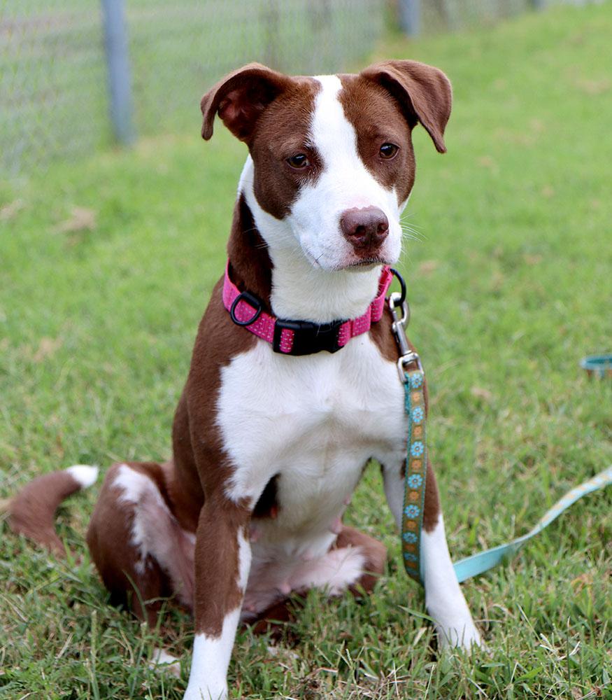 Cypress (AO37262), an adopted mixed breed in Kansas City, KS image 3/6