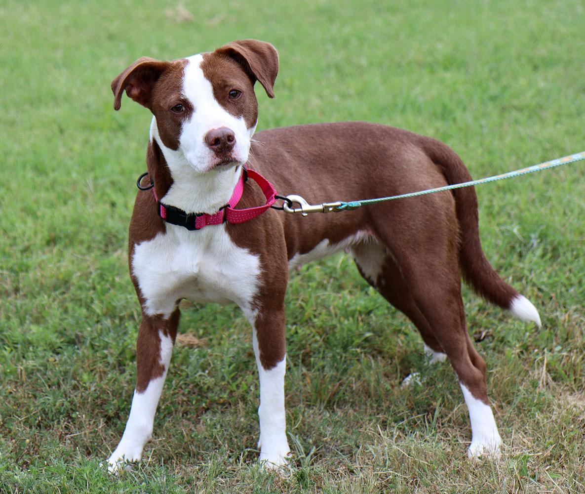 Cypress (AO37262), an adopted mixed breed in Kansas City, KS image 2/6