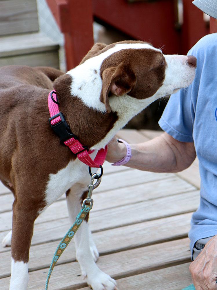 Cypress (AO37262), an adopted mixed breed in Kansas City, KS image 4/6