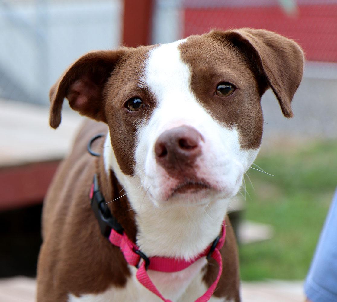 Cypress (AO37262), an adopted mixed breed in Kansas City, KS image 1/6