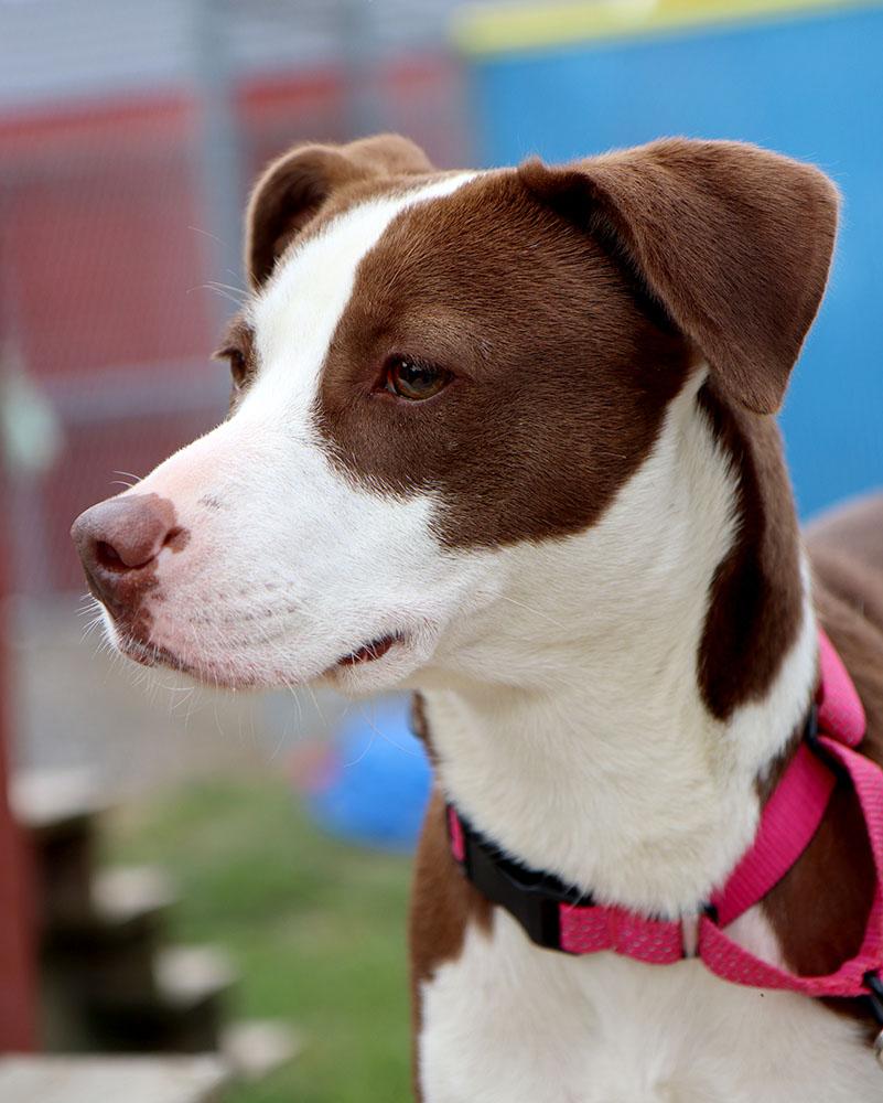 Cypress (AO37262), an adopted mixed breed in Kansas City, KS image 5/6