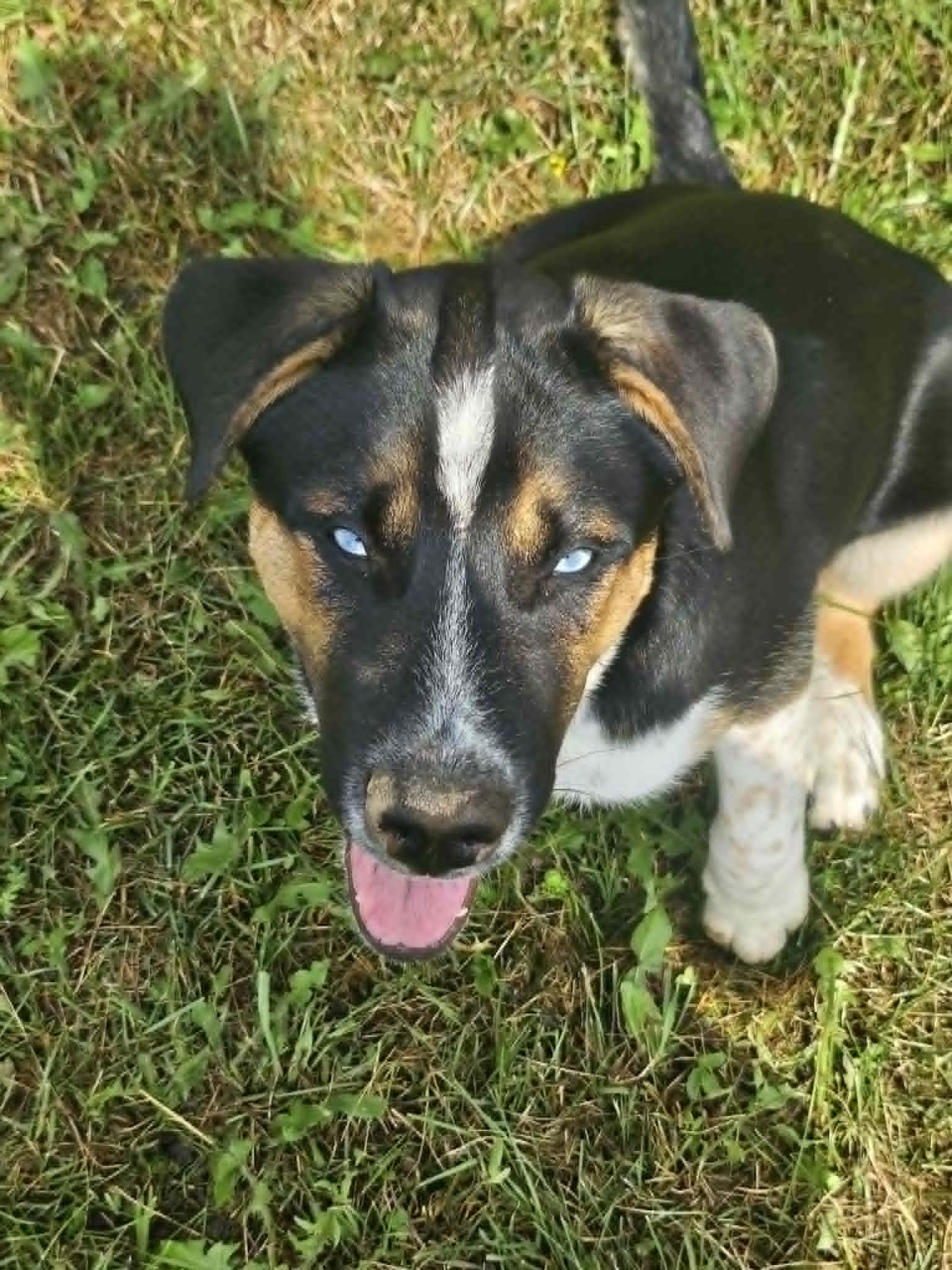 Vader (COURTESY POST), a Adoptable German Shepherd Dog in Cliffwood, NJ image 1/3