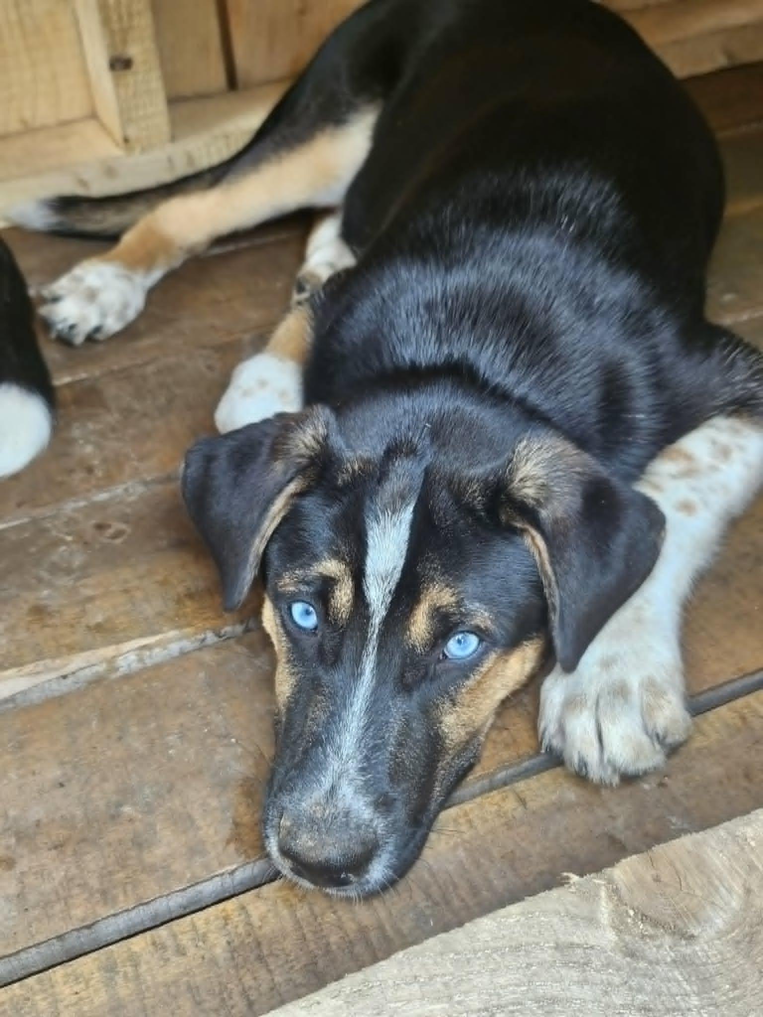 Vader (COURTESY POST), a Adoptable German Shepherd Dog in Cliffwood, NJ image 3/3