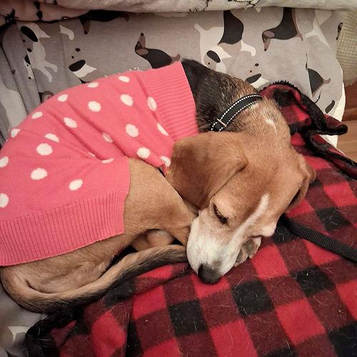 Athena, a ADOPTABLE Beagle in Wadsworth, IL image 2/5