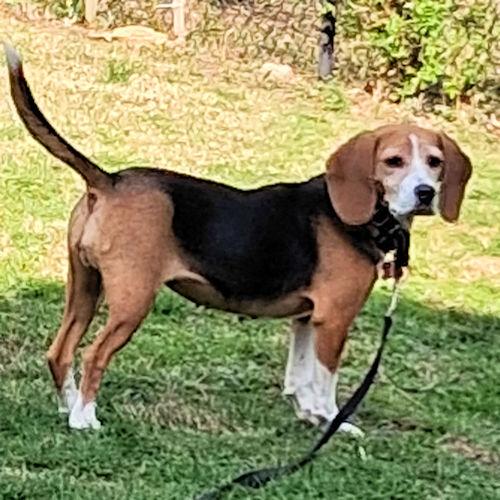 Athena, a ADOPTABLE Beagle in Wadsworth, IL image 4/5