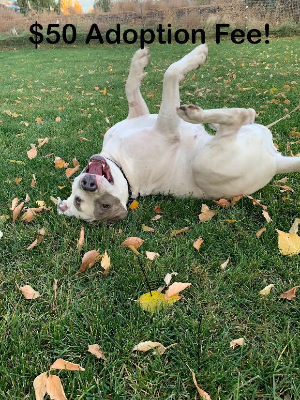 Keesha, a Adoptable mixed breed in Seattle, WA image 1/5