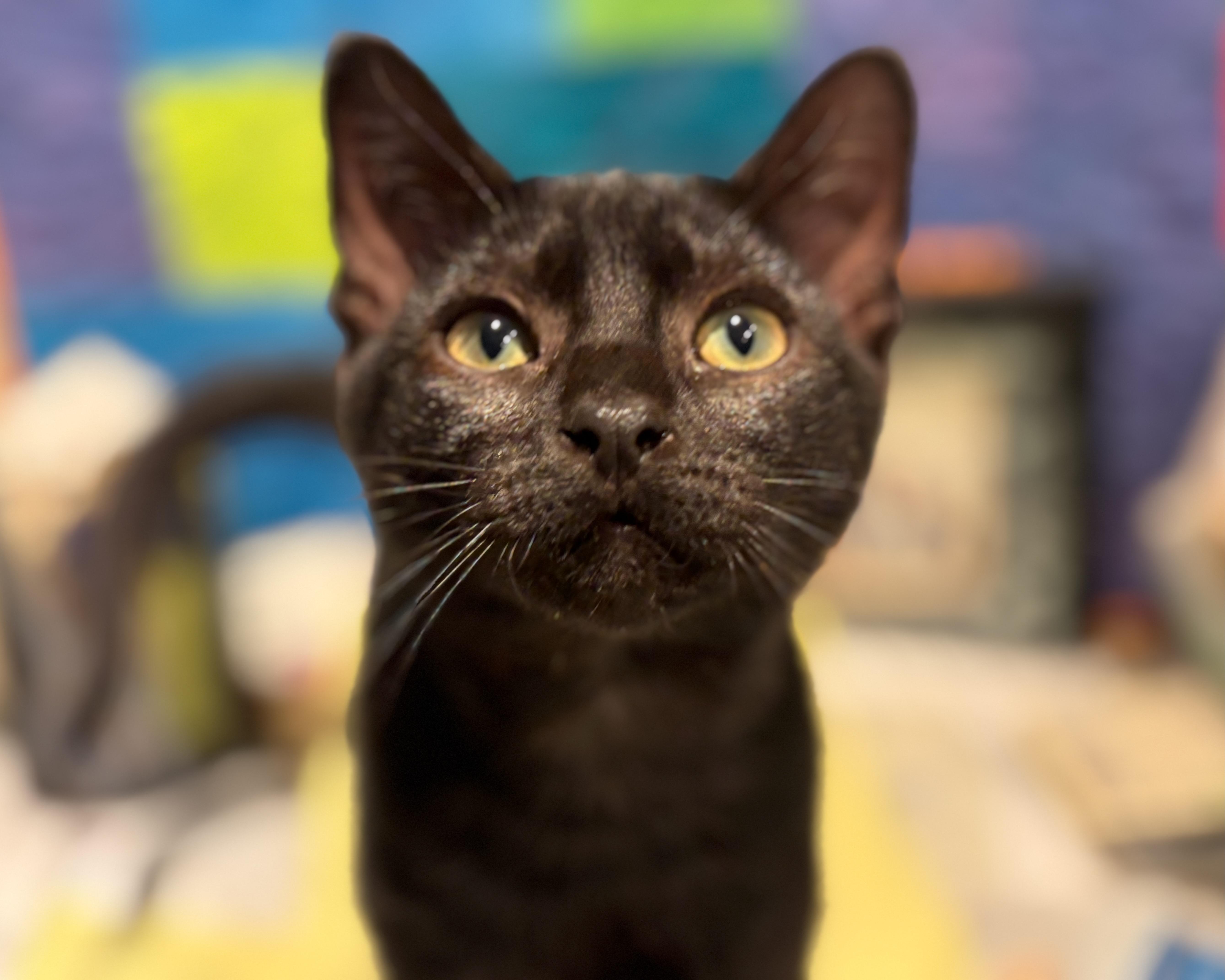 Macaron, a Adopted Domestic Short Hair in Salt Spring Island, BC image 1/6