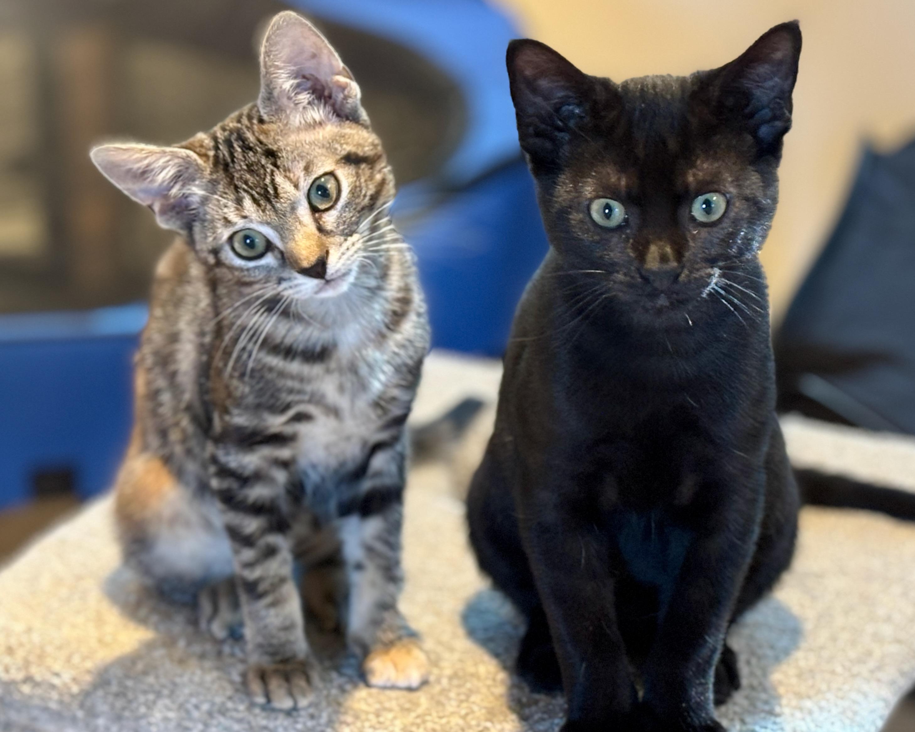 Macaron, a Adopted Domestic Short Hair in Salt Spring Island, BC image 2/6