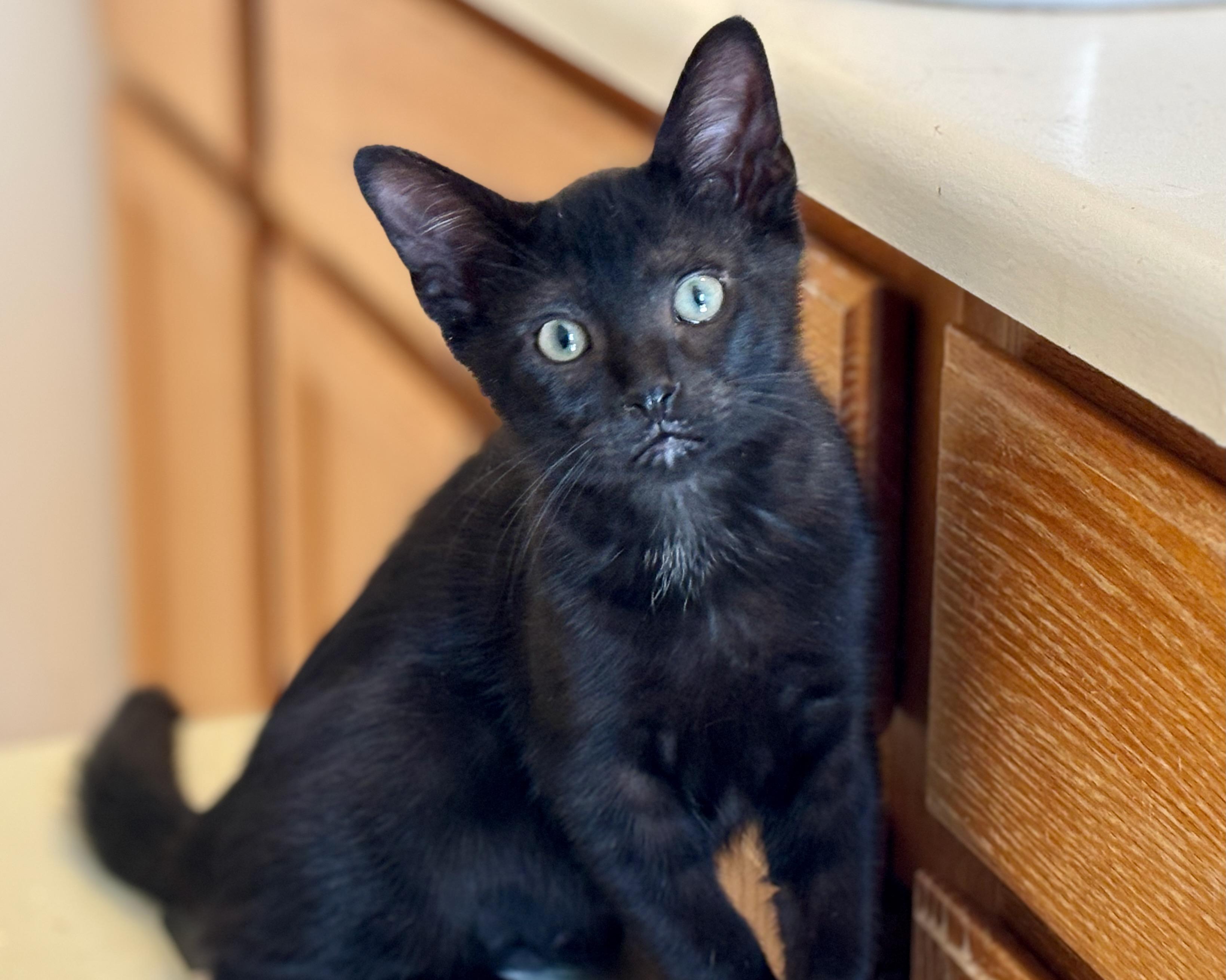 Macaron, a Adopted Domestic Short Hair in Salt Spring Island, BC image 3/6