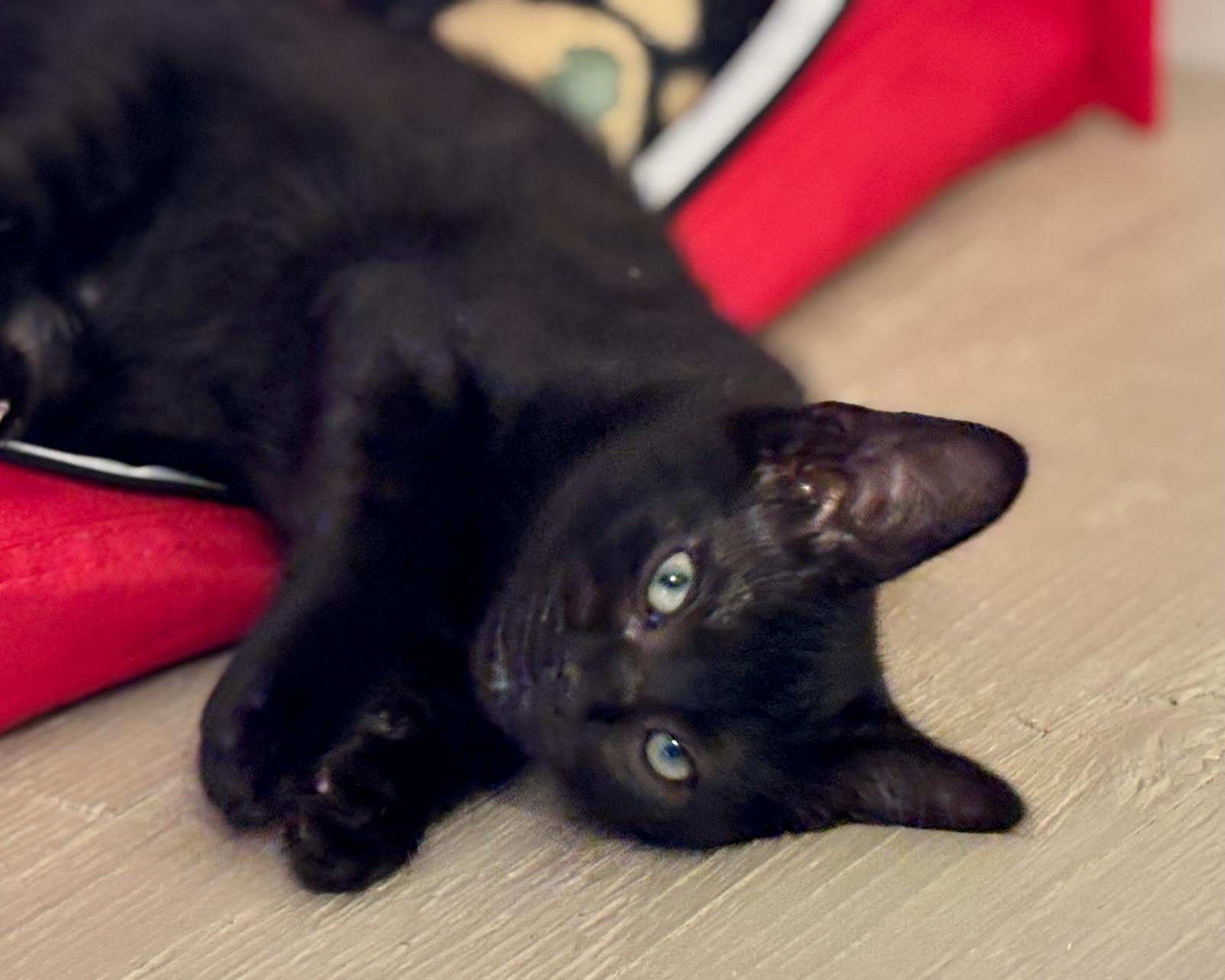 Macaron, a Adopted Domestic Short Hair in Salt Spring Island, BC image 6/6