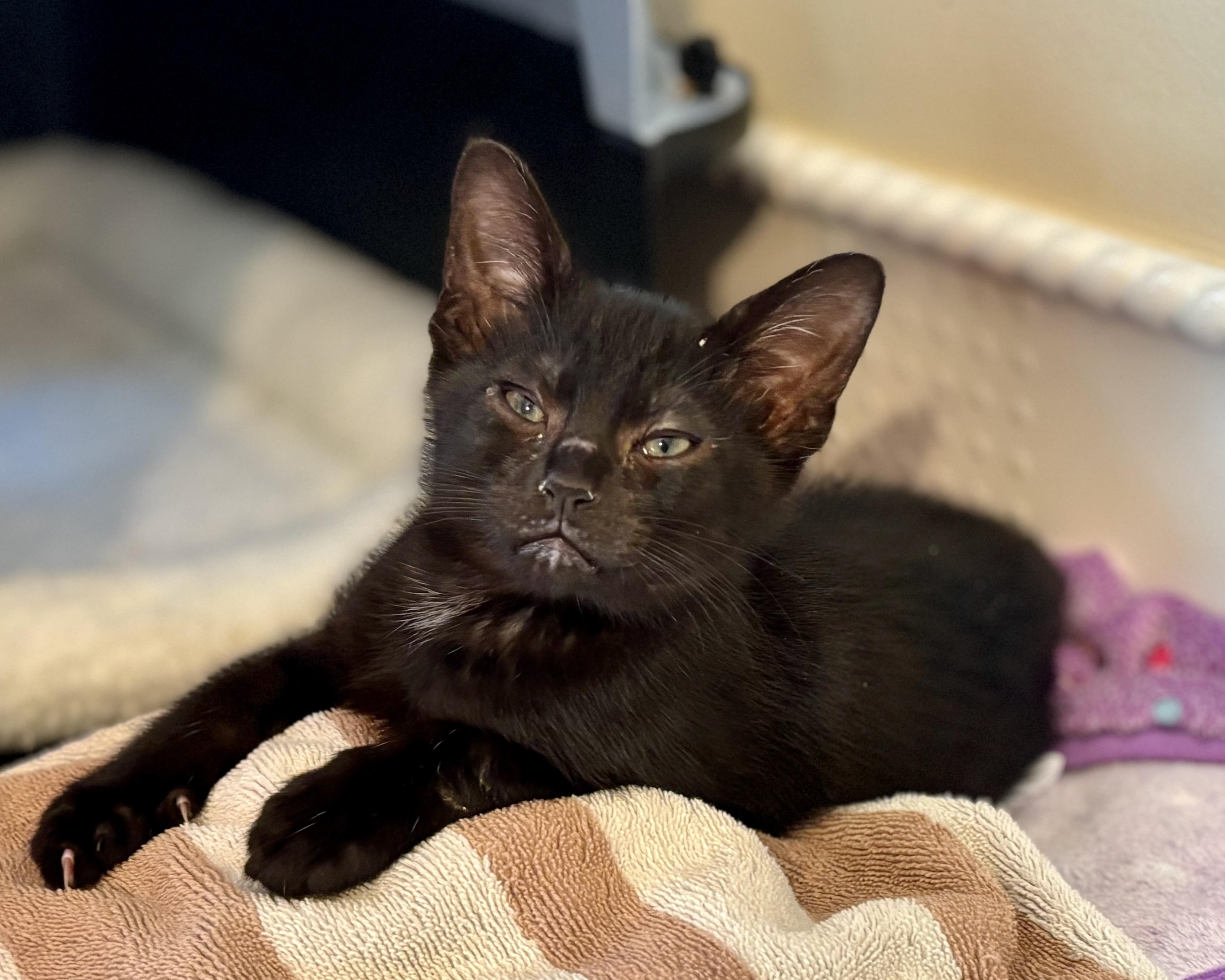 Macaron, a Adopted Domestic Short Hair in Salt Spring Island, BC image 5/6