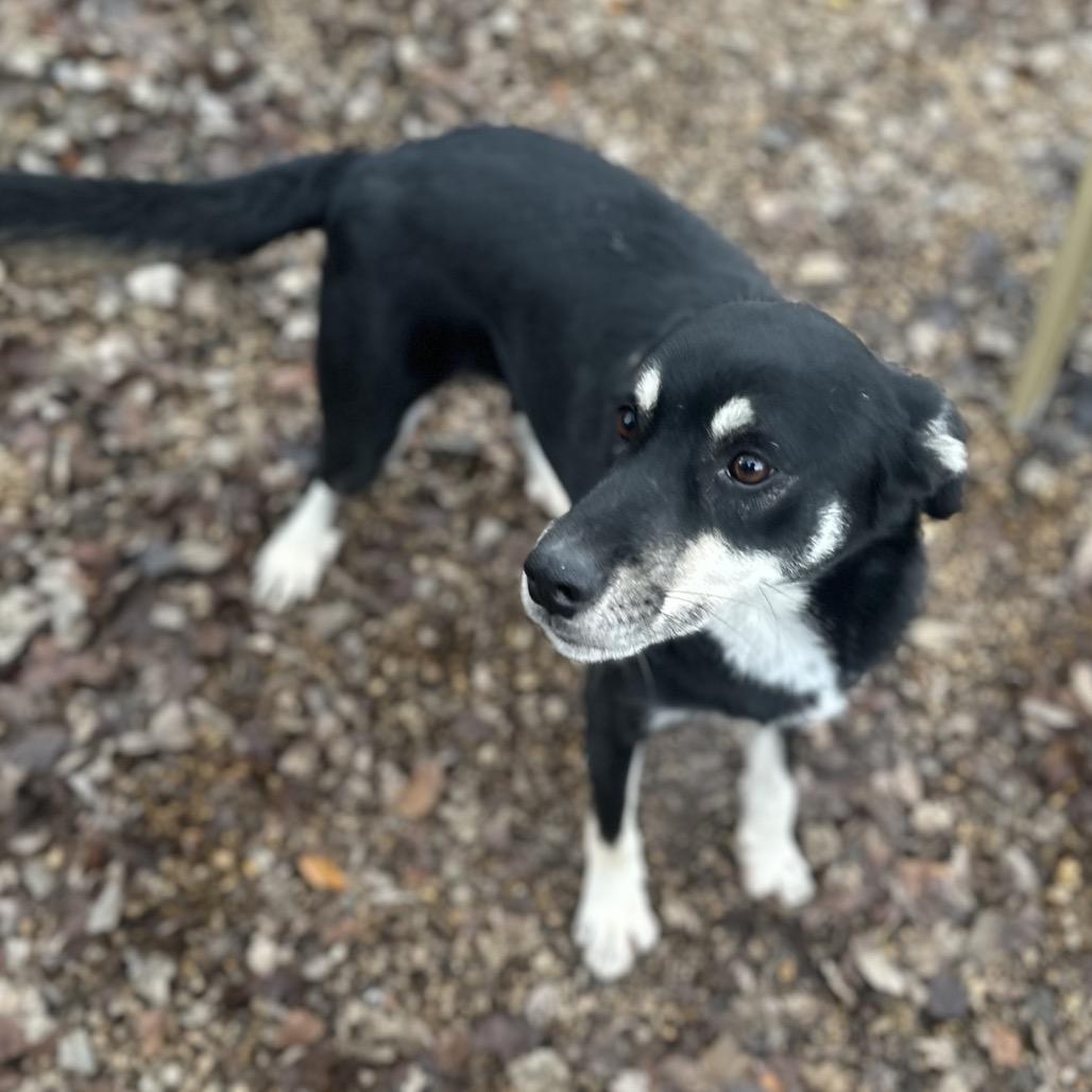 Enlarge ELM 39 (Sheba), a Adoptable Mixed Breed in Gadsden, AL image 3/6