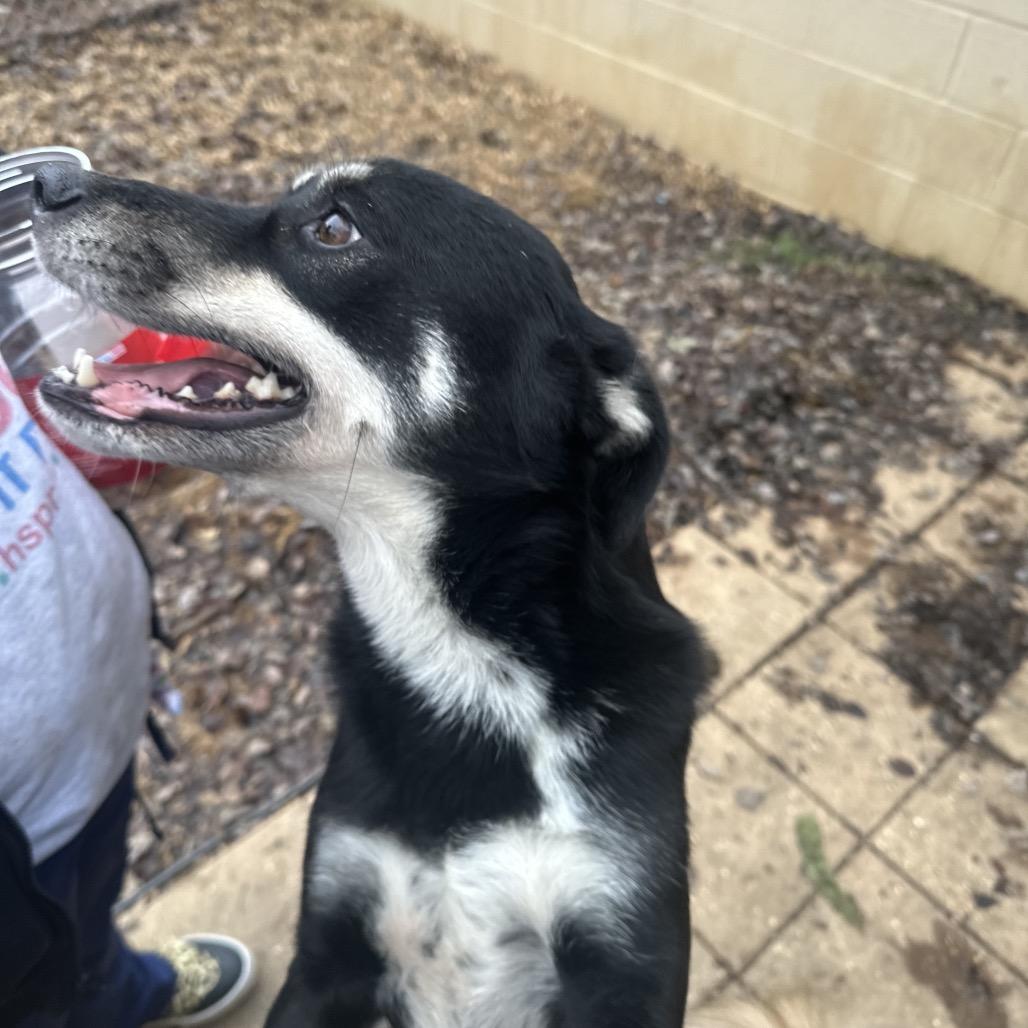 Enlarge ELM 39 (Sheba), a Adoptable Mixed Breed in Gadsden, AL image 6/6