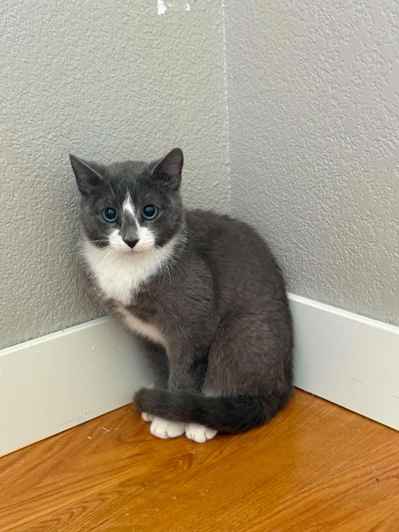 Enlarge Pip, a Adopted Domestic Short Hair in Geneseo , IL image 2/2