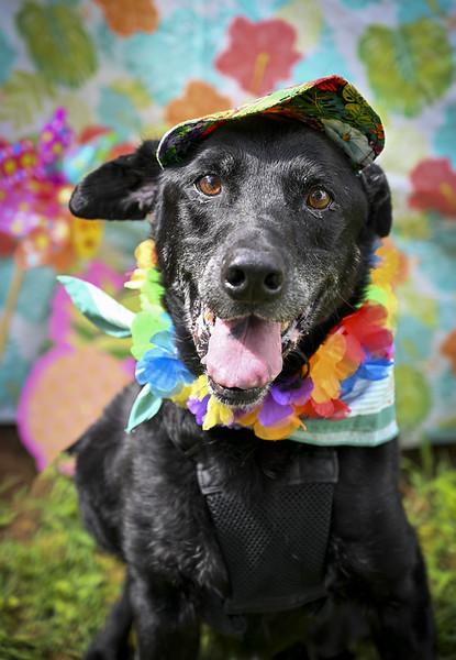 Charlie, Adoptable, Senior Male Black Labrador Retriever.