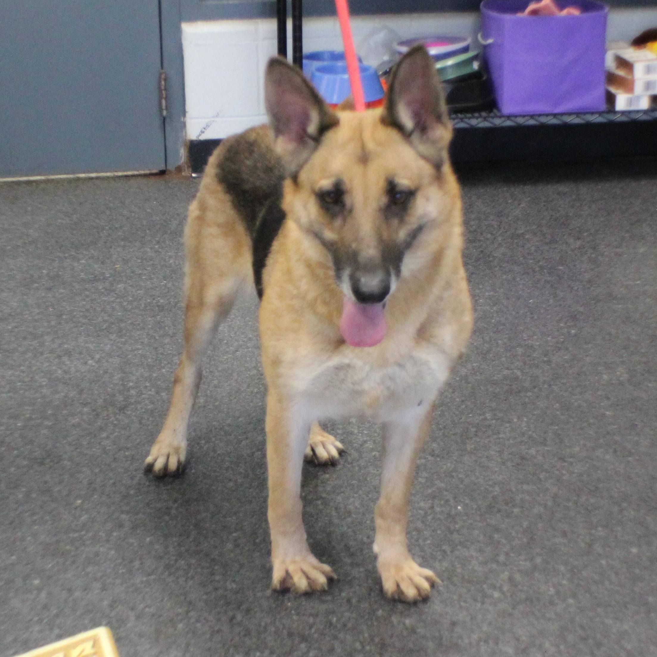 Enlarge Paris (11494), a ADOPTABLE mixed breed in Heath, OH image 3/3