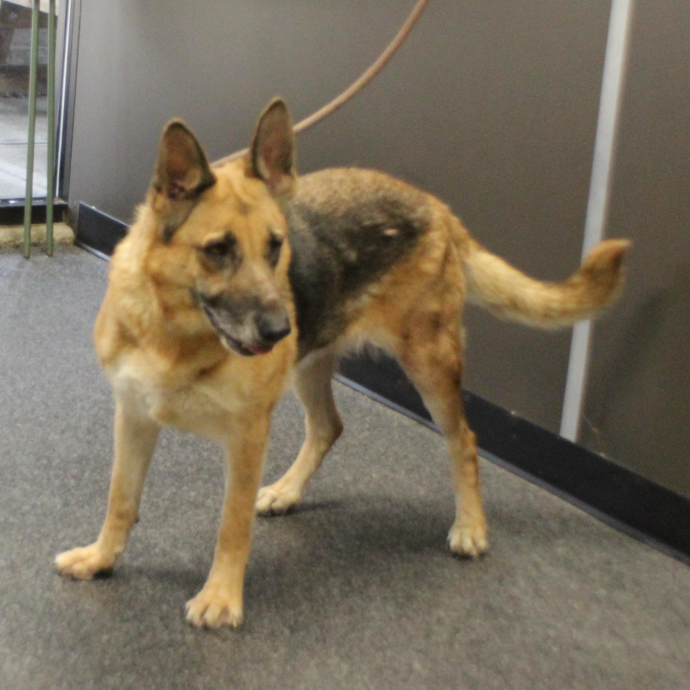 Enlarge Paris (11494), a ADOPTABLE mixed breed in Heath, OH image 2/3