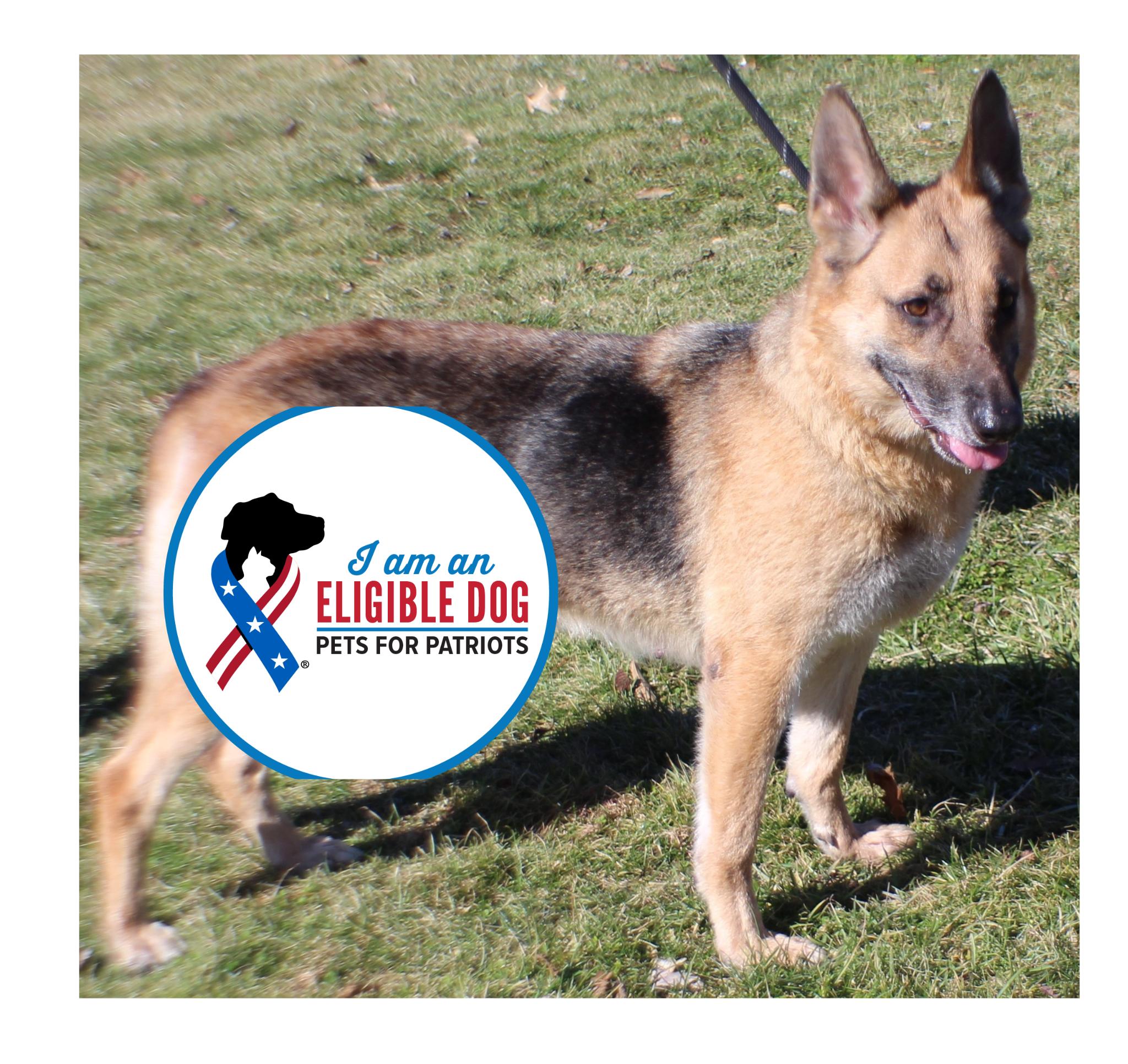 Paris (11494), ADOPTABLE, Senior Female German Shepherd Dog.