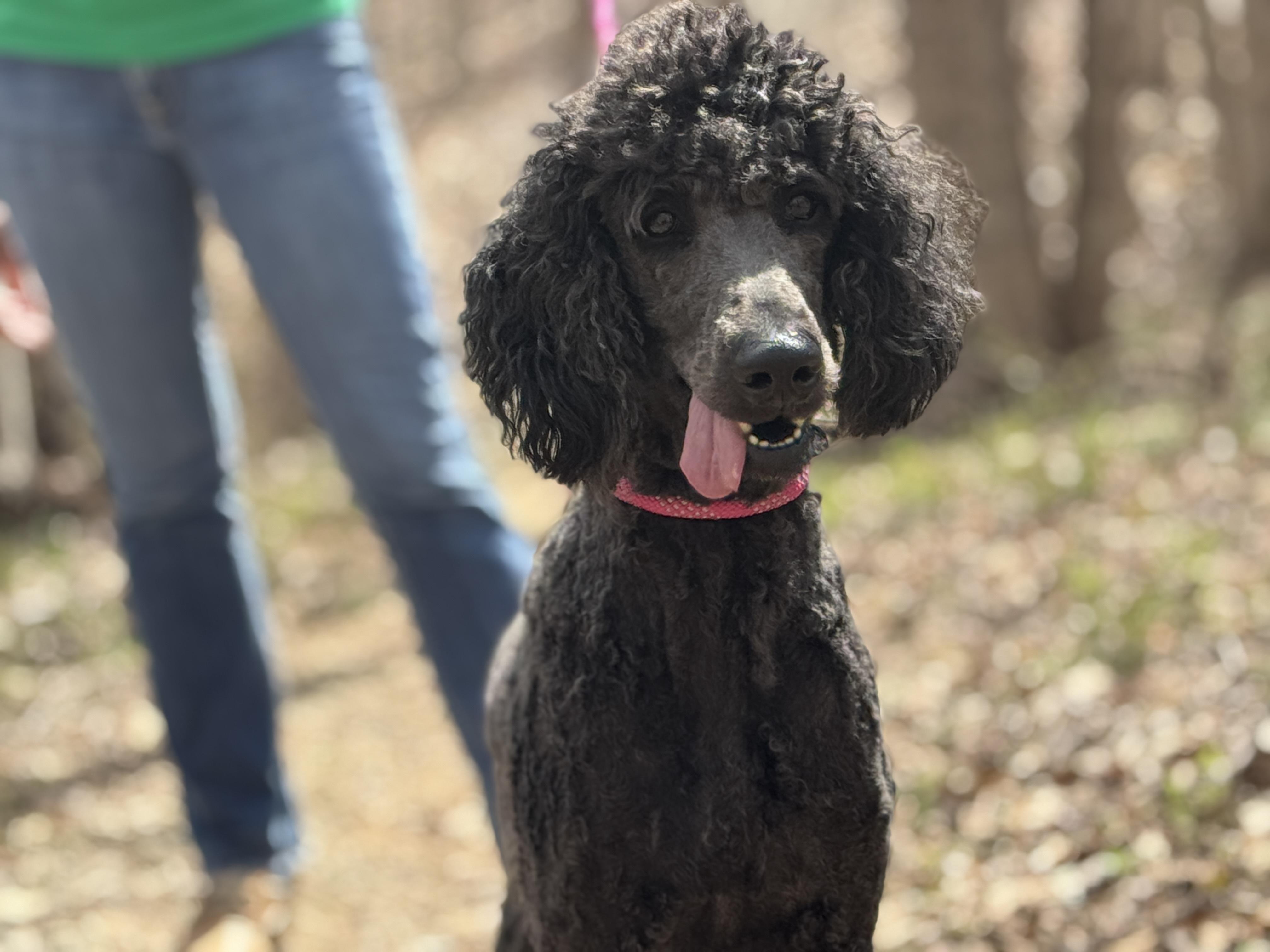 Enlarge Lily, a ADOPTABLE Goldendoodle in Richmond, VA image 2/5