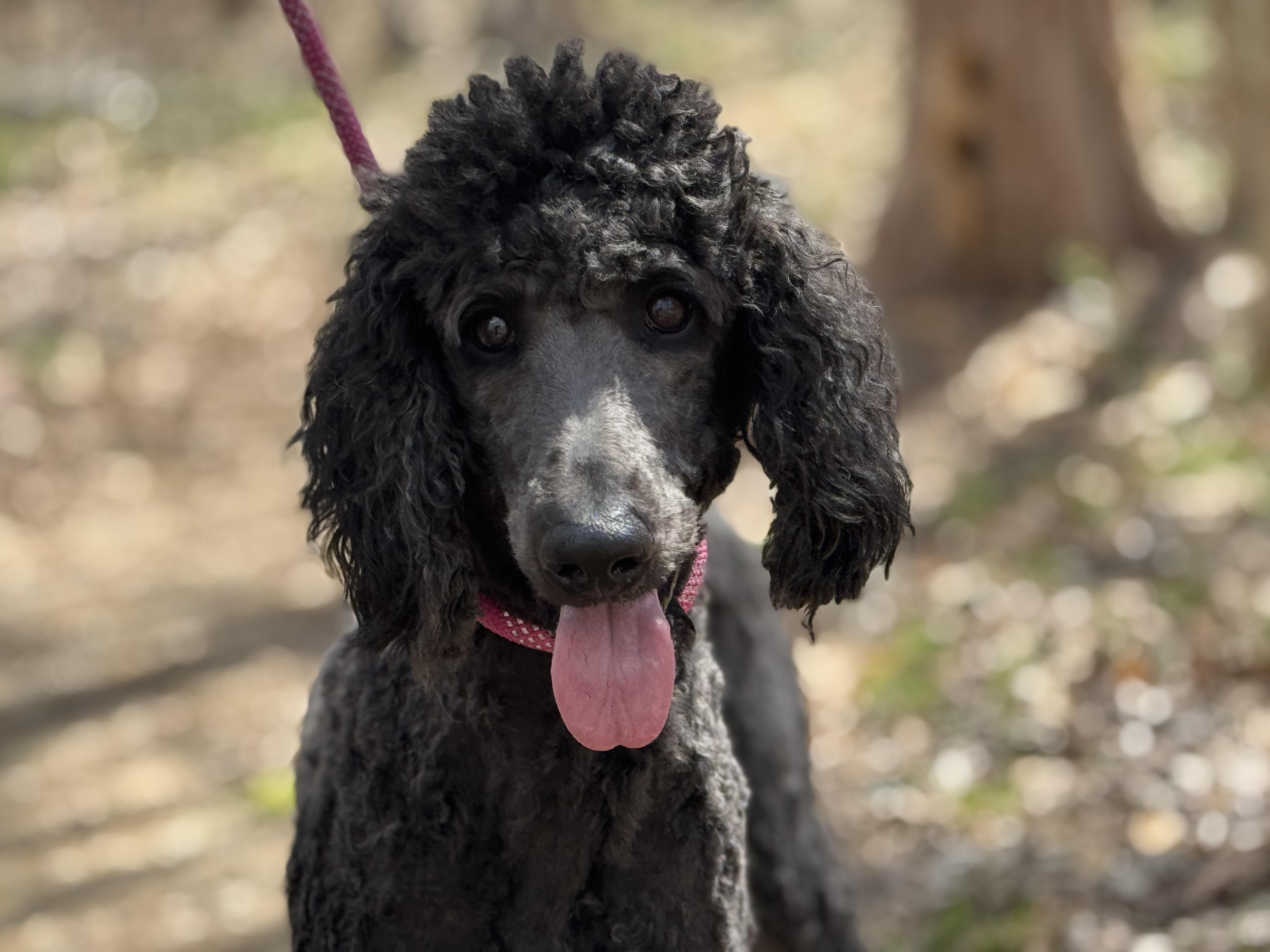 Lily, ADOPTABLE, Young Female Goldendoodle.