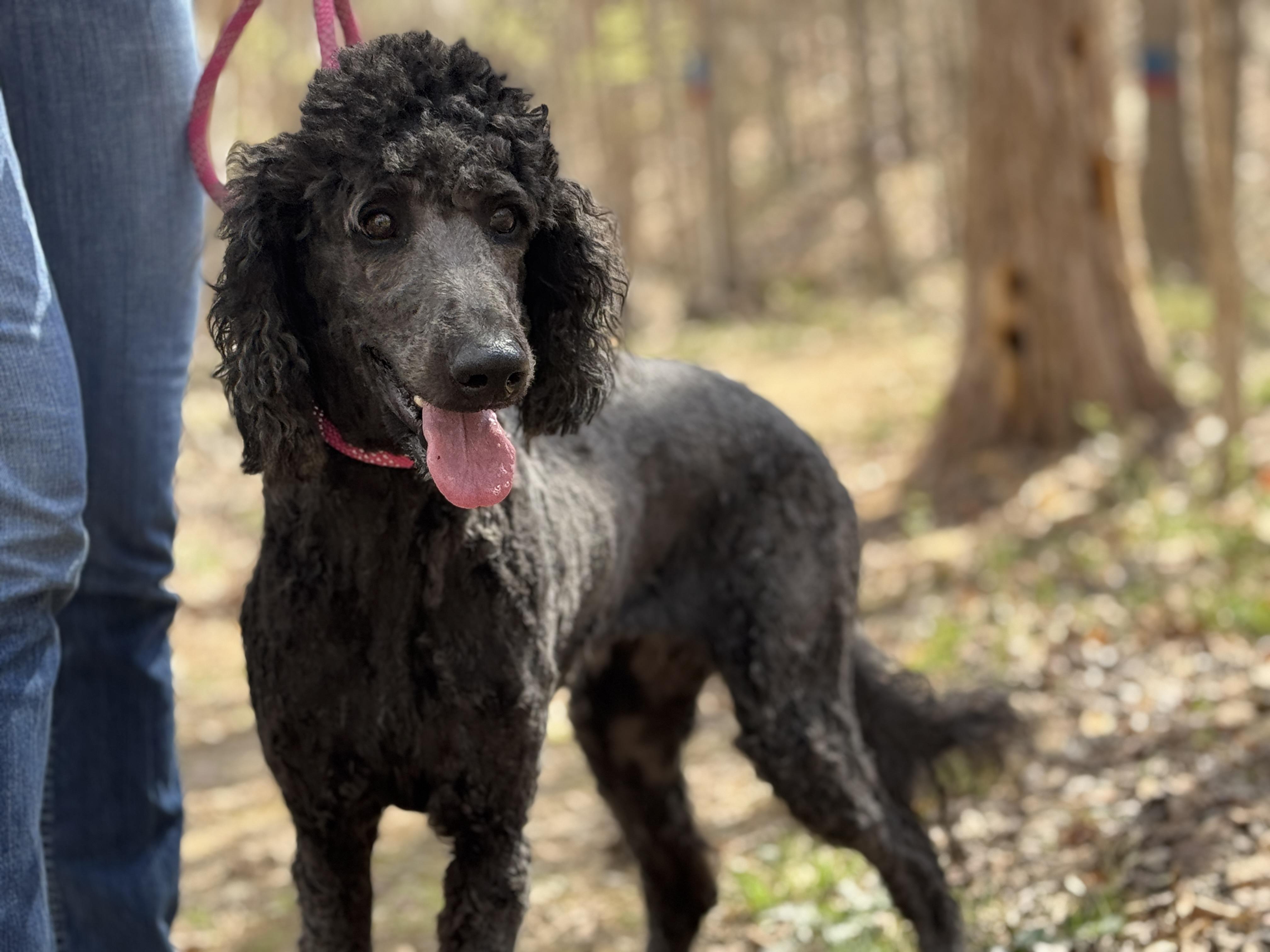 Enlarge Lily, a ADOPTABLE Goldendoodle in Richmond, VA image 4/5