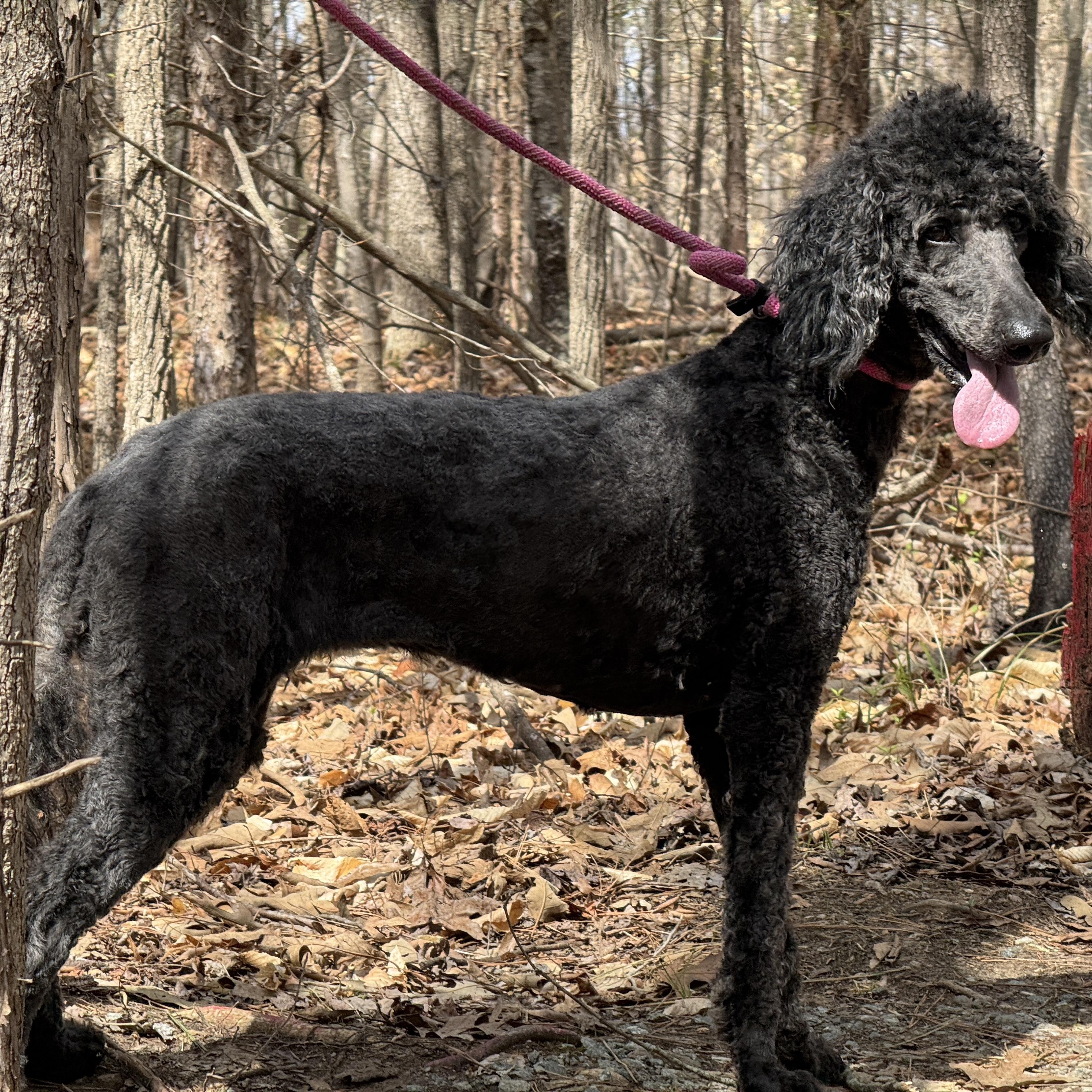 Enlarge Lily, a ADOPTABLE Goldendoodle in Richmond, VA image 5/5