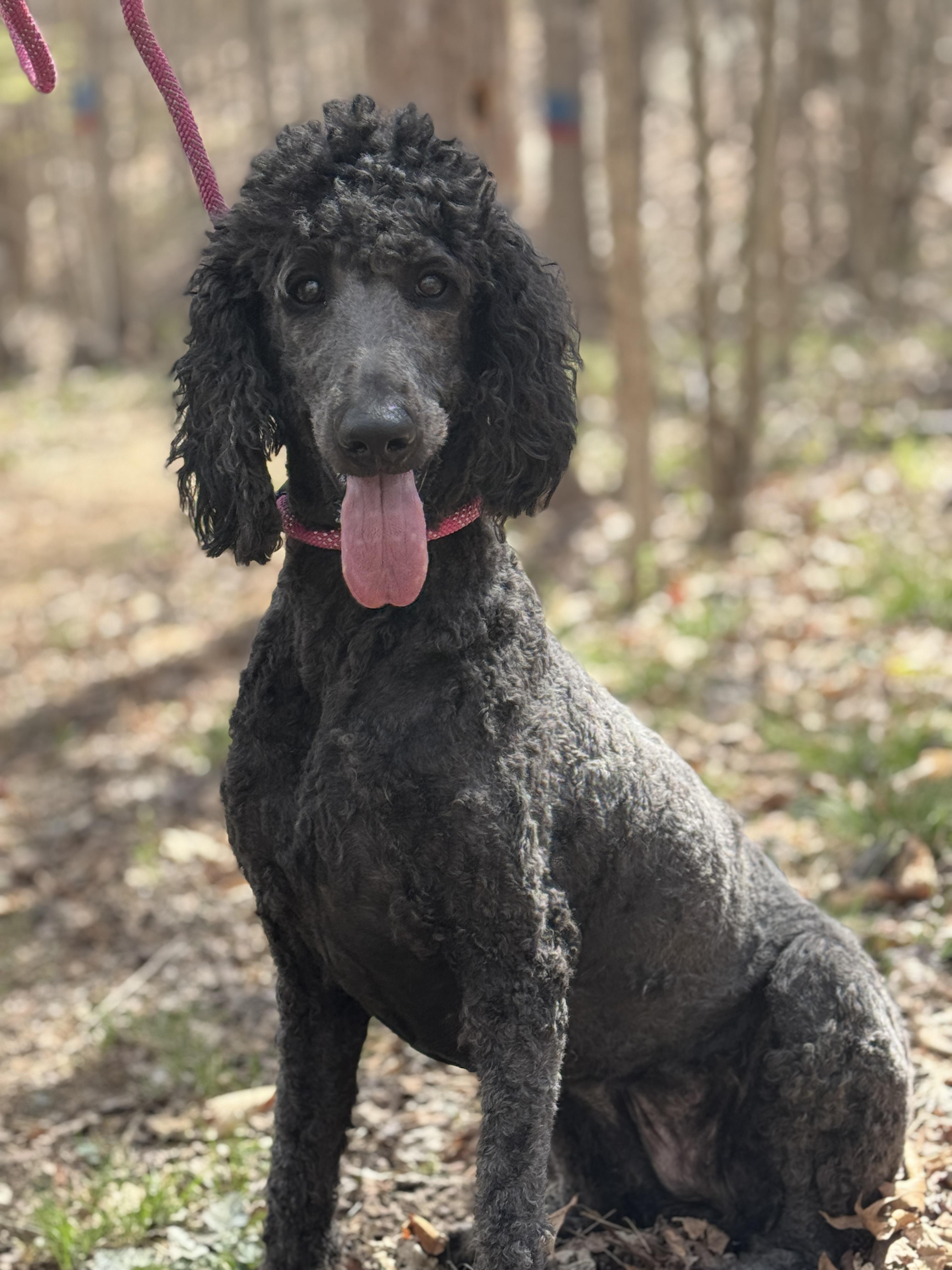 Enlarge Lily, a ADOPTABLE Goldendoodle in Richmond, VA image 3/5