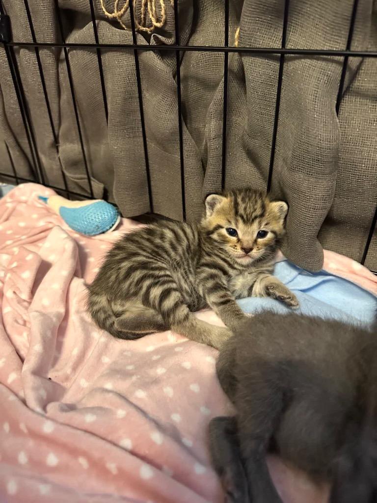 Alfie, Adoptable, Kitten Male Domestic Short Hair.