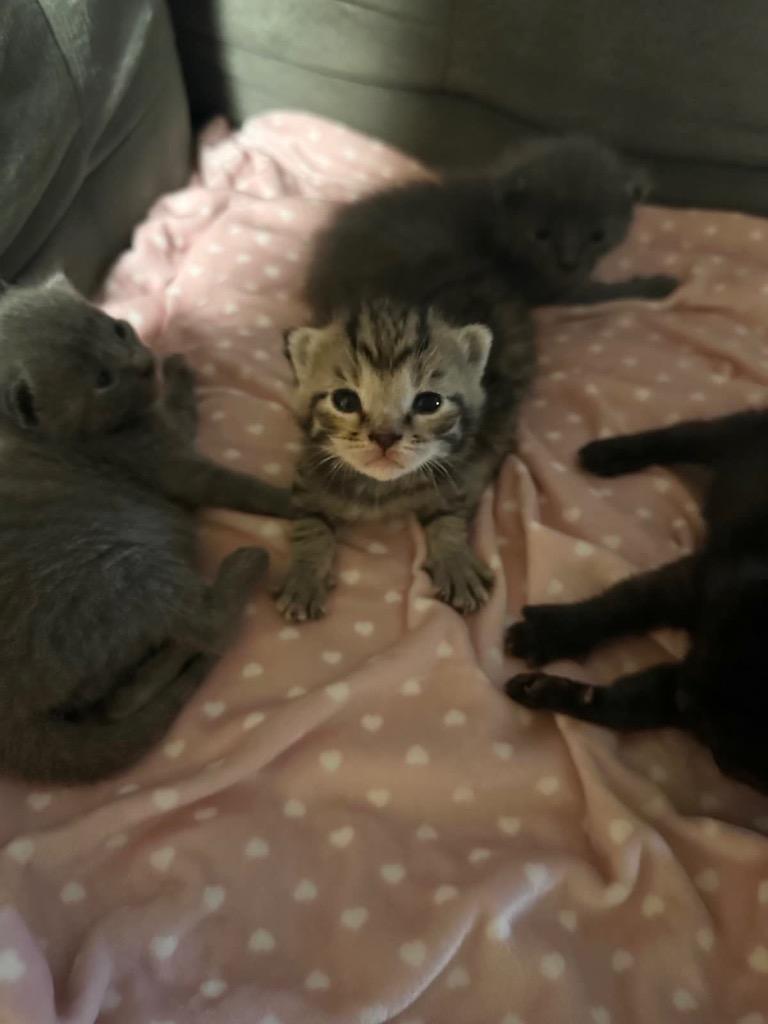 Alfie, a Adoptable mixed breed in Johnson City, TN image 2/6