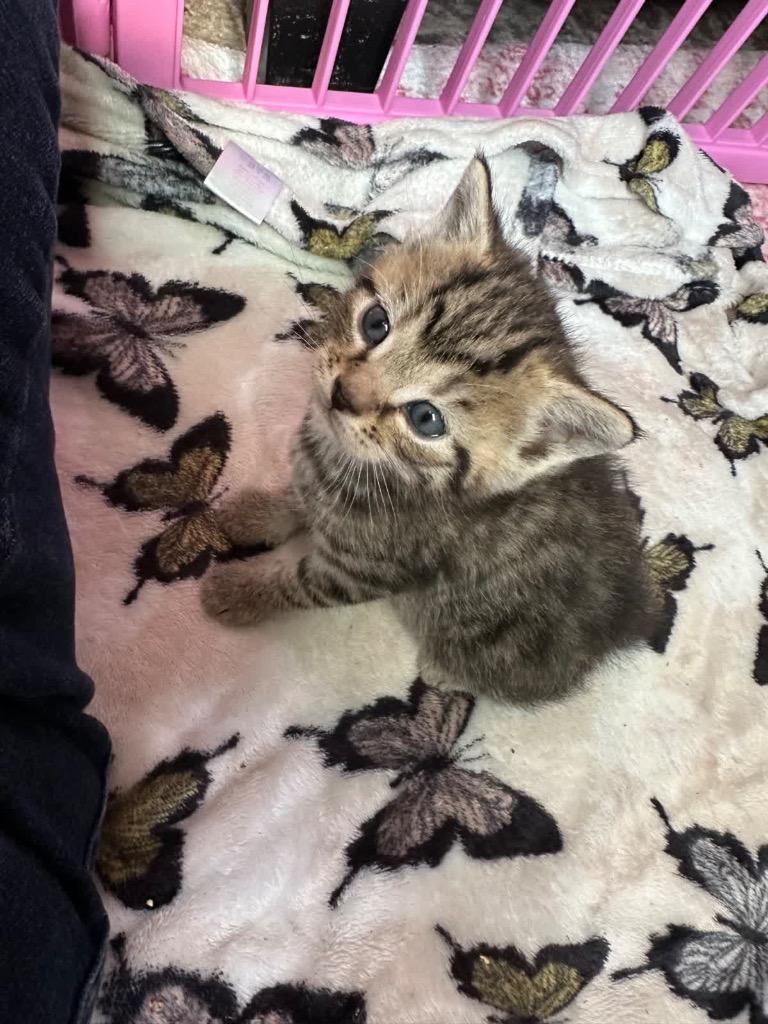 Alfie, a Adoptable mixed breed in Johnson City, TN image 3/6