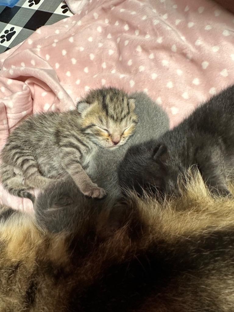 Alfie, a Adoptable mixed breed in Johnson City, TN image 4/6