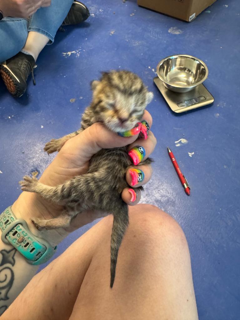 Alfie, a Adoptable mixed breed in Johnson City, TN image 5/6