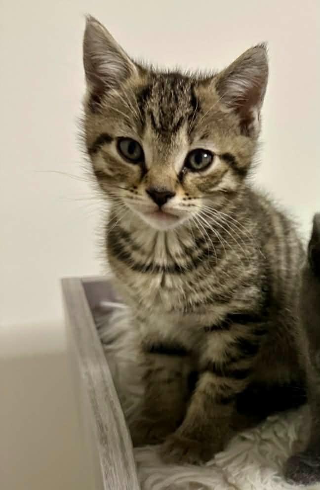 Alfie, a Adoptable mixed breed in Johnson City, TN image 6/6