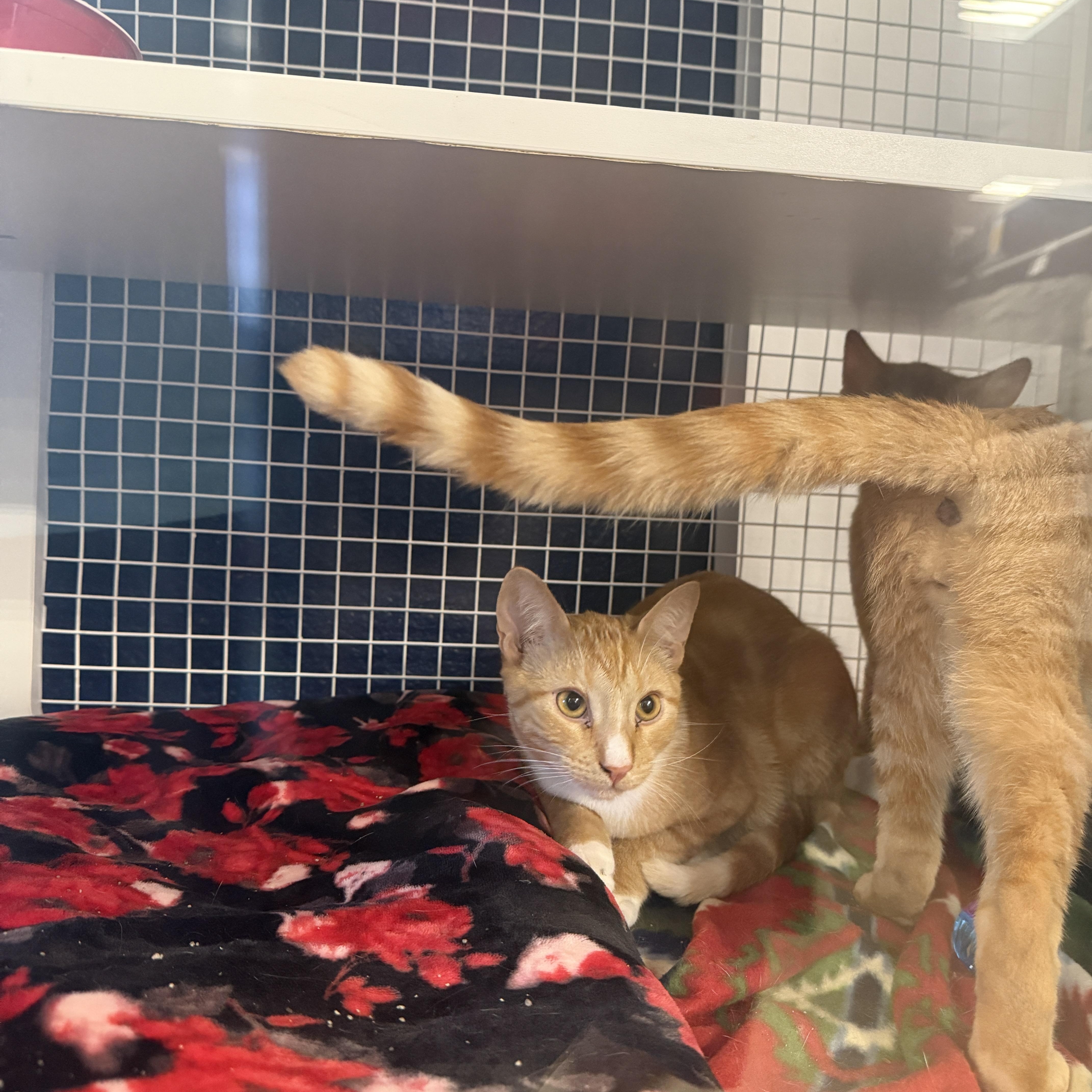 Enlarge Captain America or Superman, an adopted Domestic Short Hair in Oceanside, CA image 3/6