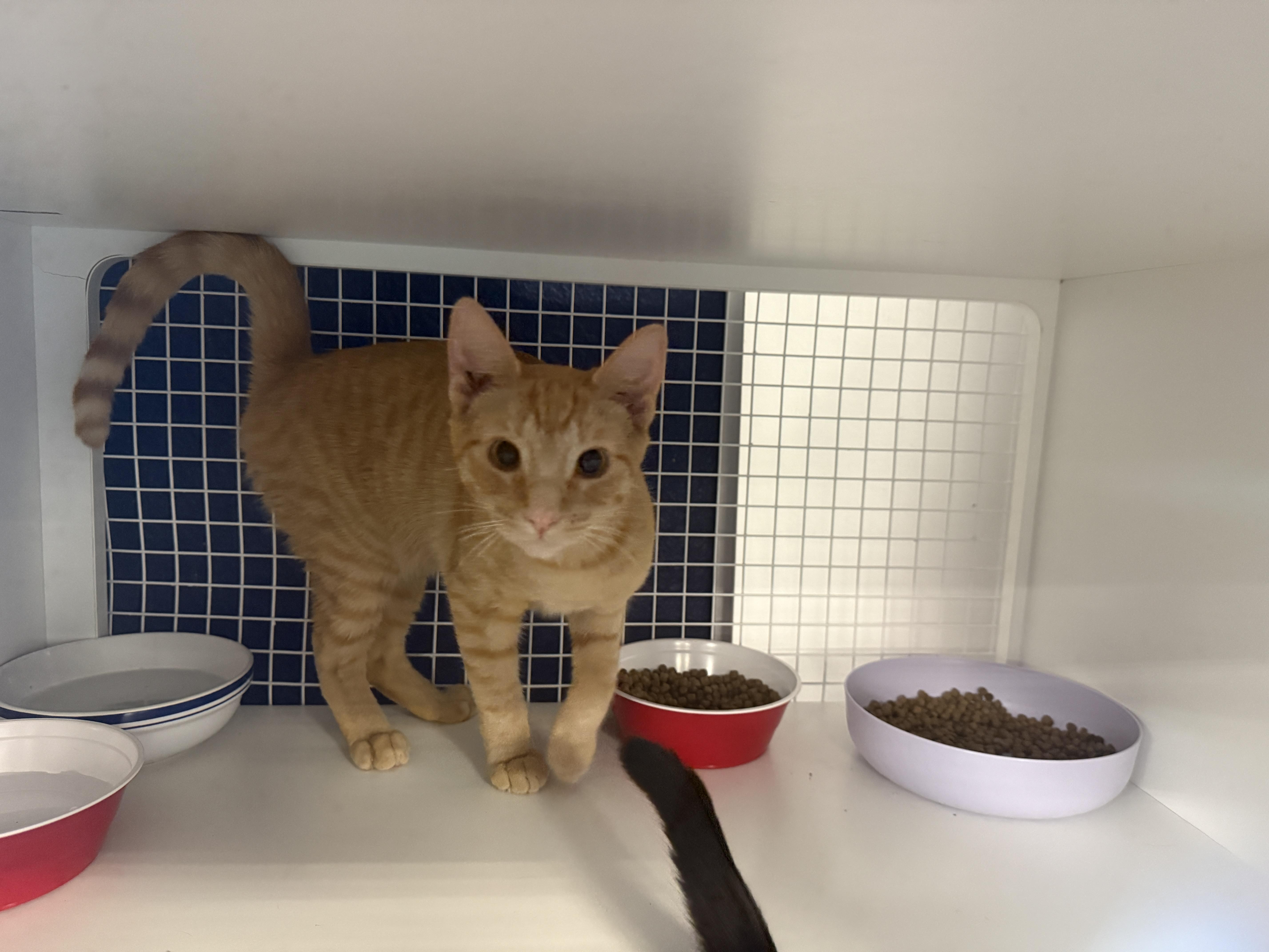 Enlarge Captain America or Superman, an adopted Domestic Short Hair in Oceanside, CA image 6/6
