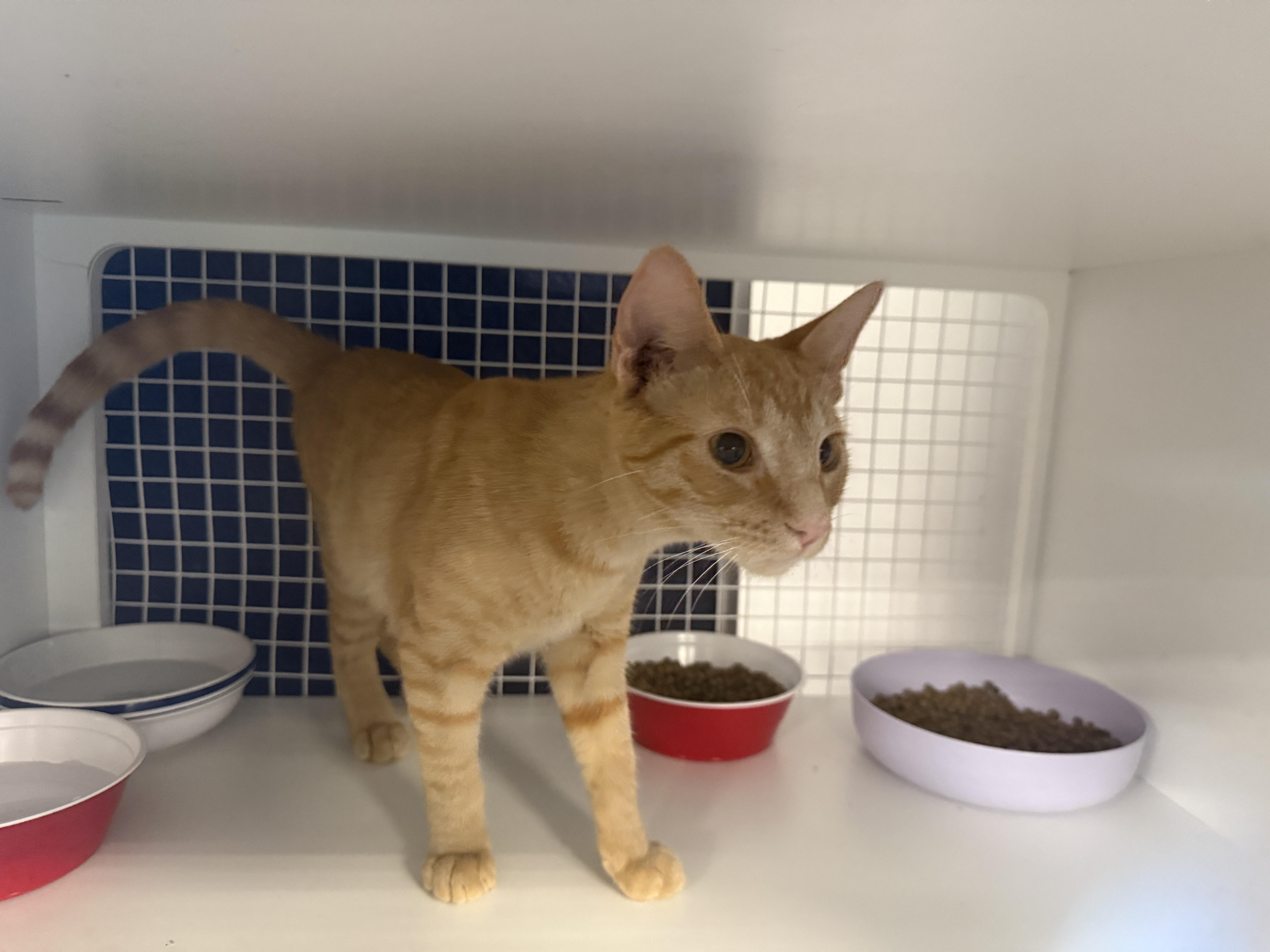 Enlarge Captain America or Superman, an adopted Domestic Short Hair in Oceanside, CA image 5/6