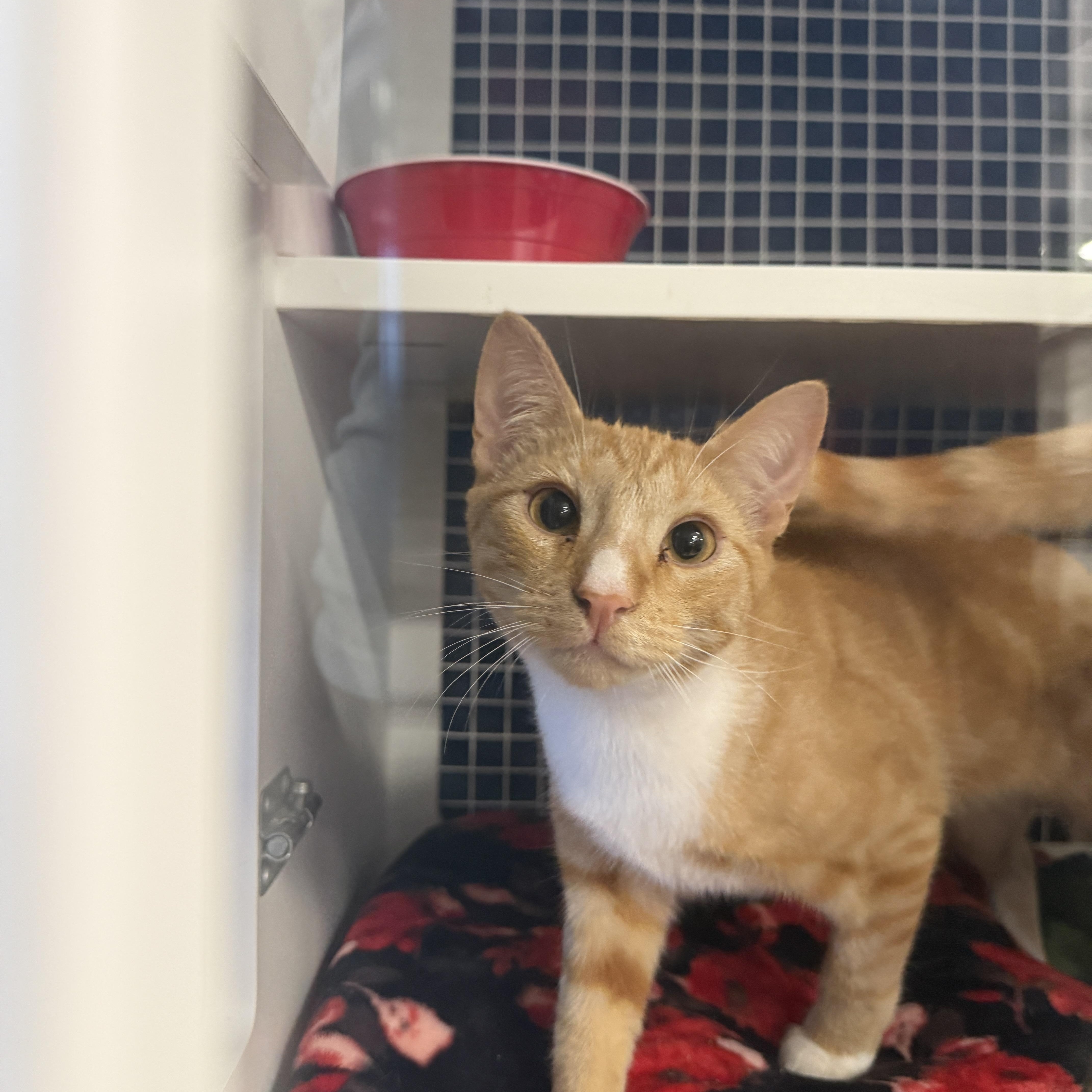 Enlarge Captain America or Superman, an adopted Domestic Short Hair in Oceanside, CA image 2/6