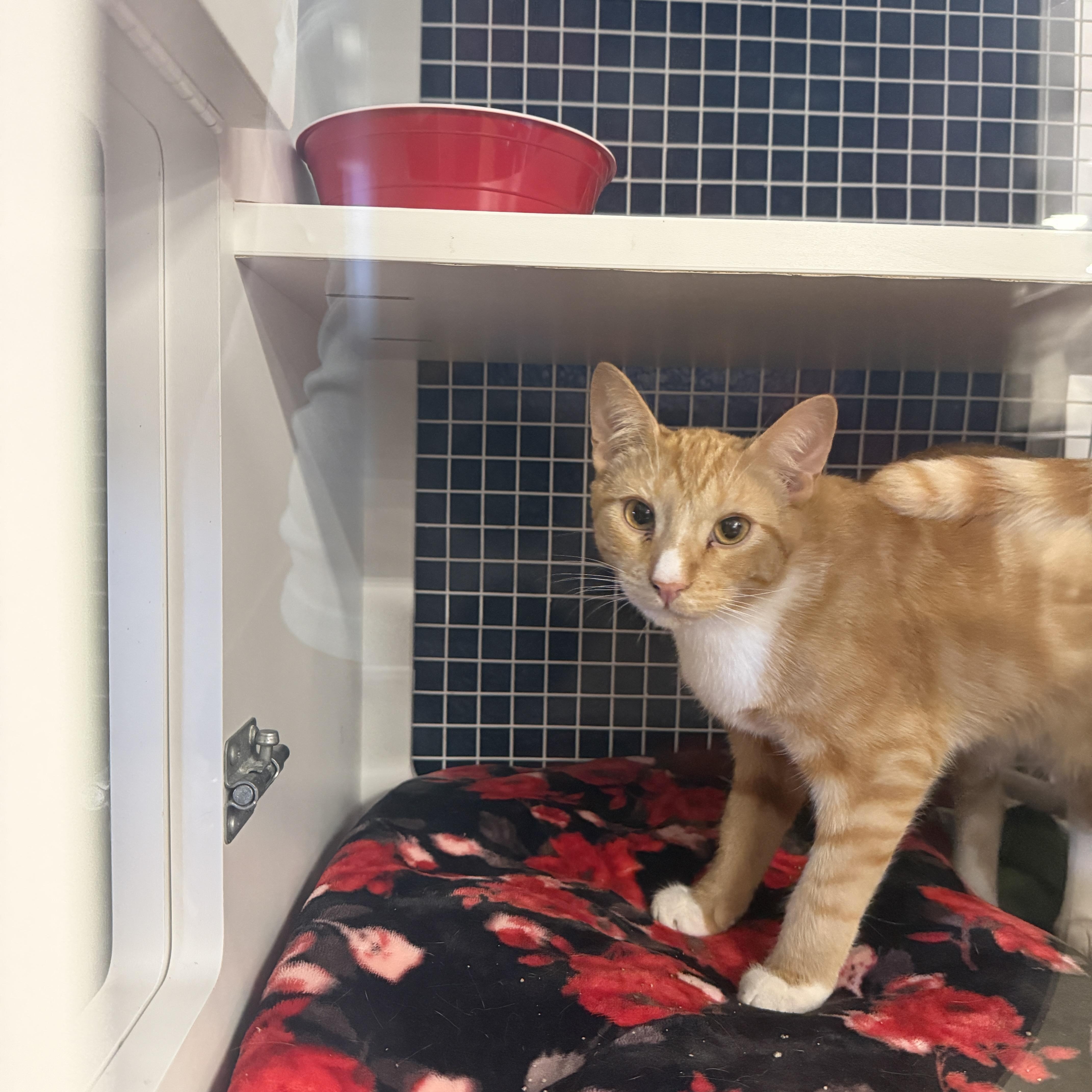 Enlarge Captain America or Superman, an adopted Domestic Short Hair in Oceanside, CA image 4/6