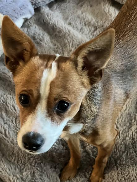 Eddie, ADOPTABLE, Young Male Chihuahua & Mixed Breed.
