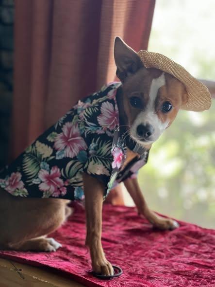 Enlarge Eddie, a ADOPTABLE mixed breed in LEHIGH ACRES, FL image 3/3