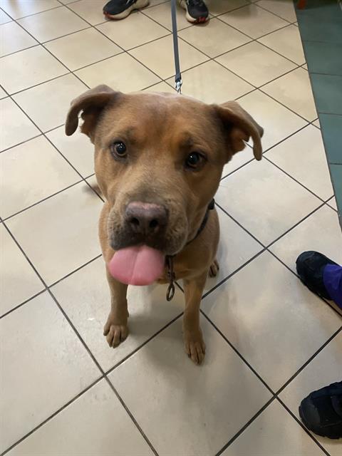 MOOSE, Adoptable, Young Male Mixed Breed.