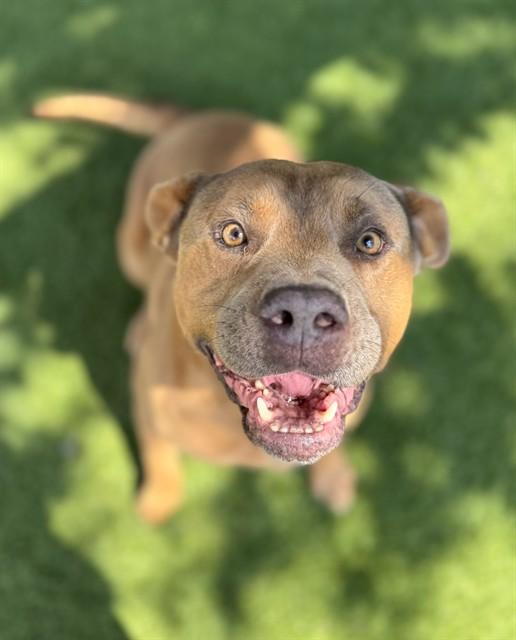 Enlarge MOOSE, a Adoptable Mixed Breed in Newton, NC image 1/1